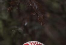 Elektro Şok Cihazı Alırken Nelere Dikkat Edilmeli? İşte İpuçları!