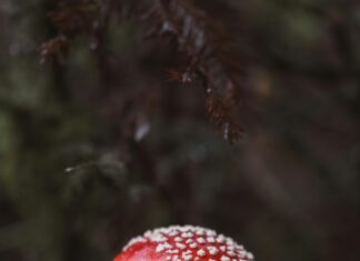 Elektro Şok Cihazı Alırken Nelere Dikkat Edilmeli? İşte İpuçları!