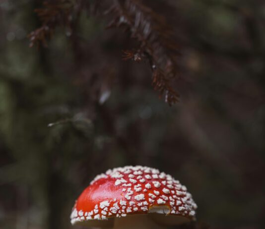 Elektro Şok Cihazı Alırken Nelere Dikkat Edilmeli? İşte İpuçları!